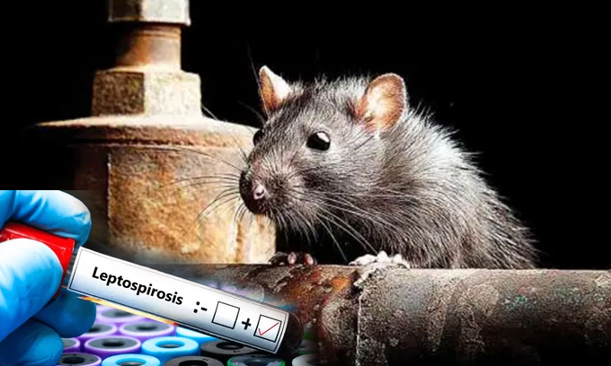 நாட்டில் எலிக்காய்ச்சல் தீவிரம்! கடந்த ஆண்டில் 200 பேர் மரணம்!!  – 11 ஆயிரத்துக்கும் அதிகமானோர் பாதிப்பு.