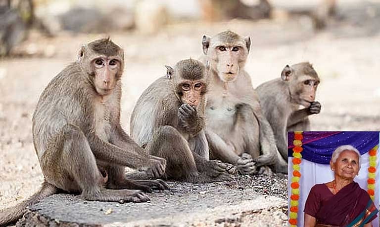 குரங்குகள் தாக்கி மூதாட்டி மரணம்! ஆந்திரா காக்கிநாடா மாவட்டத்தில் பரபரப்பு