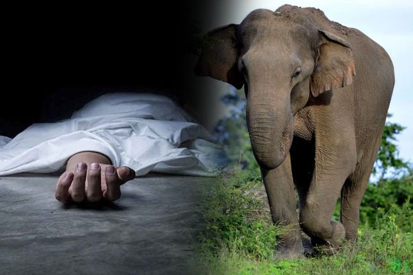 அம்பாறையில் காட்டு யானை தாக்குதல்: விரட்ட முற்பட்ட வயோதிபர் உயிரிழப்பு!