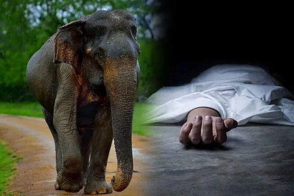 காட்டு யானை தாக்கி   குடும்பஸ்தர் மரணம்!
