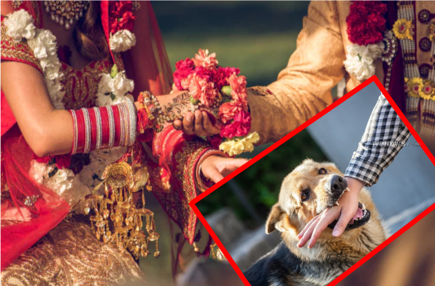 திருமண மண்டபத்திற்குள் புகுந்த வெறிநாய்: 60 விருந்தினர்கள் உட்பட 109 பேருக்கு காயம் – உபி-யில் பயங்கரம்!