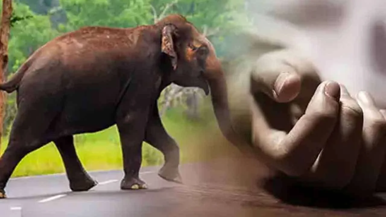 காட்டு யானையின் தாக்குதலில் தந்தை, மகள் பரிதாப மரணம்!  – வேலைக்குச் சென்ற இடத்தில் நேர்ந்த கோரம்.