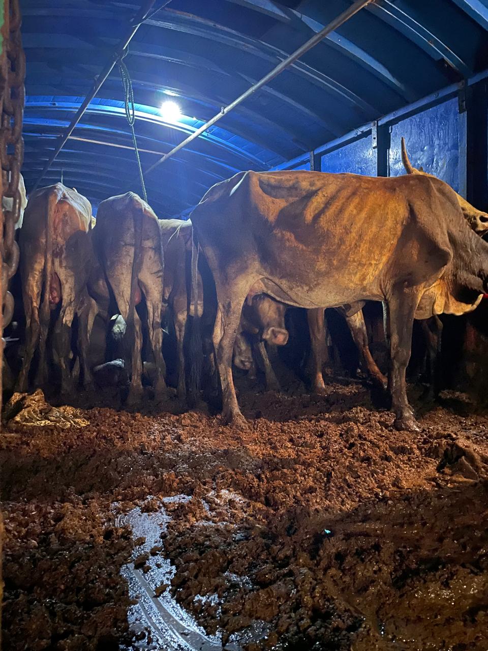 யாழ்ப்பாணத்துக்கு கடத்த முயன்ற 22 மாடுகள் கிளிநொச்சியில் மீட்பு!  அனுமதிப்பத்திரமின்றி கொடூரமான முறையில் பாரவூர்தியில் ஏற்றிச் சென்ற சாரதியும் கைது.