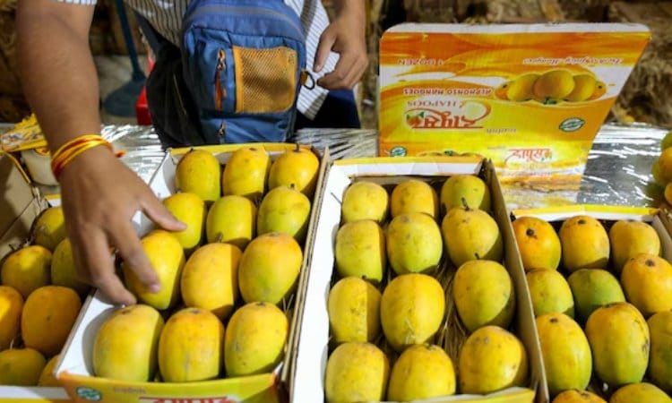 இந்திய மாம்பழங்களை இறக்குமதி செய்ய ஜப்பான் திடீர் தடை