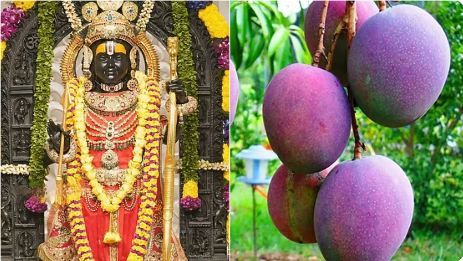 அயோத்தி ராமருக்கு ரூ.1 லட்சம் மதிப்பிலான ‘மியாசாகி’ மாம்பழம் படையல்!