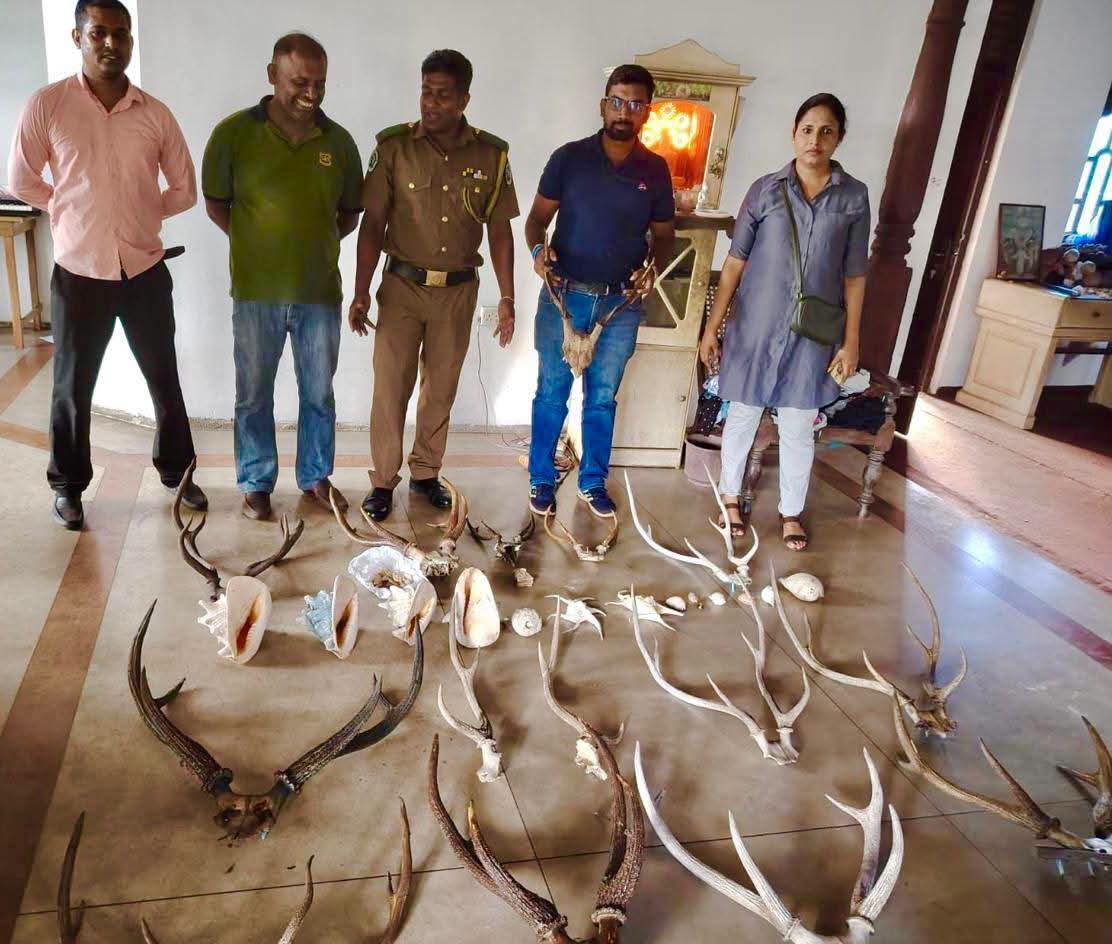 யானைத் தந்தம், மான் கொம்புகளுடன் 45 வயது பெண்ணொருவர் சிக்கினார்!