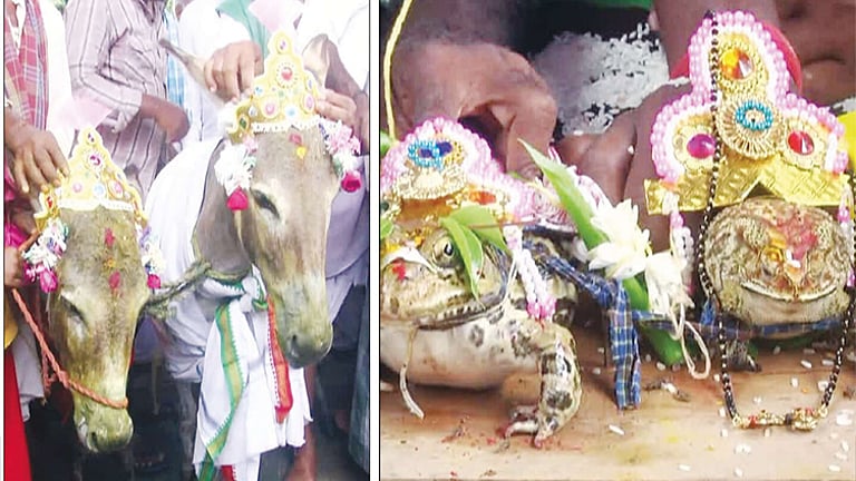 மழை வேண்டி வினோதம்: கழுதை, தவளைகளுக்கு நடந்த கல்யாணம்!