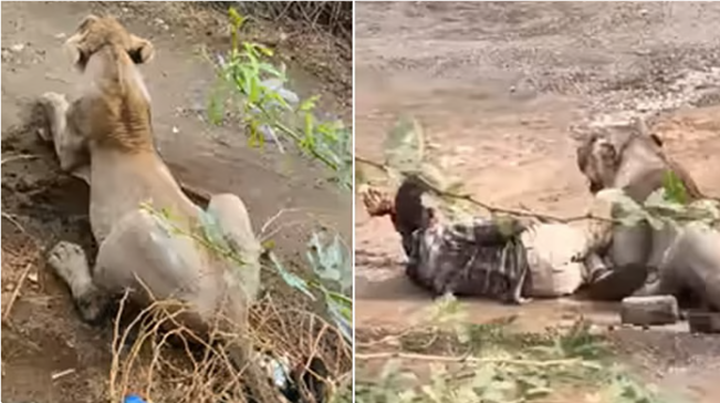 மரண பயம் காட்டிய 30 நிமிடங்கள்! சிங்கத்திடம் இருந்து நூலிழையில் உயிர் தப்பிய நபர்!