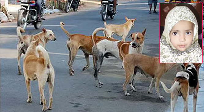 பெற்றோர் கண் முன்னே நேர்ந்த துயரம்: 6 தெருநாய்கள் கடித்துக் குதறியதில் ஒன்றரை வயது சிறுமி பரிதாப பலி!