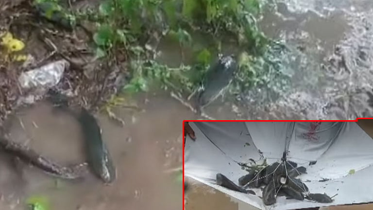 வேகமாக நிரம்பும் கர்நாடக அணைகள்