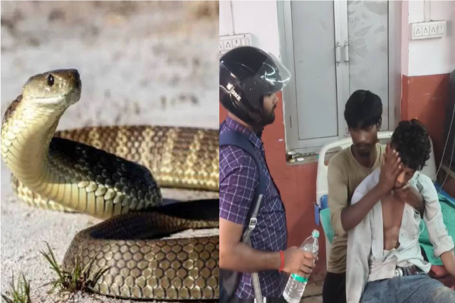 பாம்பு கடிபட்ட தம்பி: கன்னத்தில் அறைந்தே உயிரைக் காப்பாற்றிய சகோதரன்